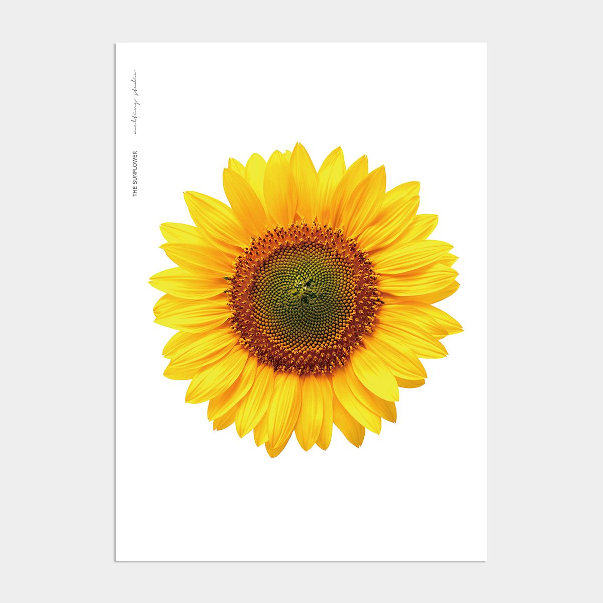 멜팅스튜디오(MELTING STUDIO) 금전운 해바라기 액자 인테리어 포스터 / 06번 해바라기-Yellow