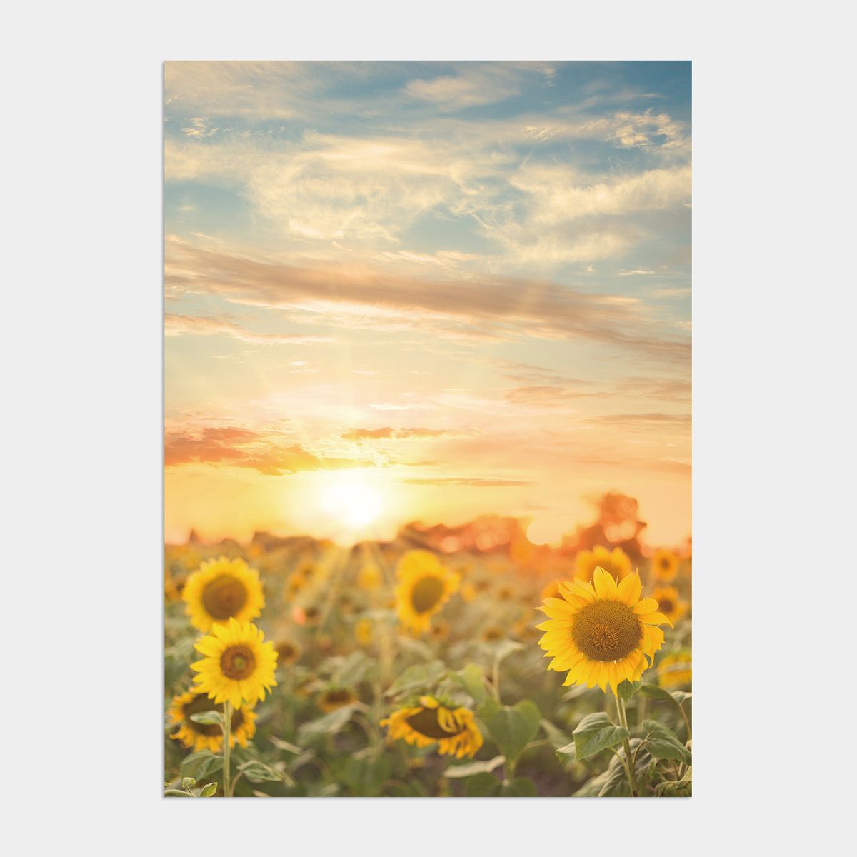 멜팅스튜디오(MELTING STUDIO) 금전운 해바라기 액자 인테리어 포스터 / 11번 해바라기-Sunset