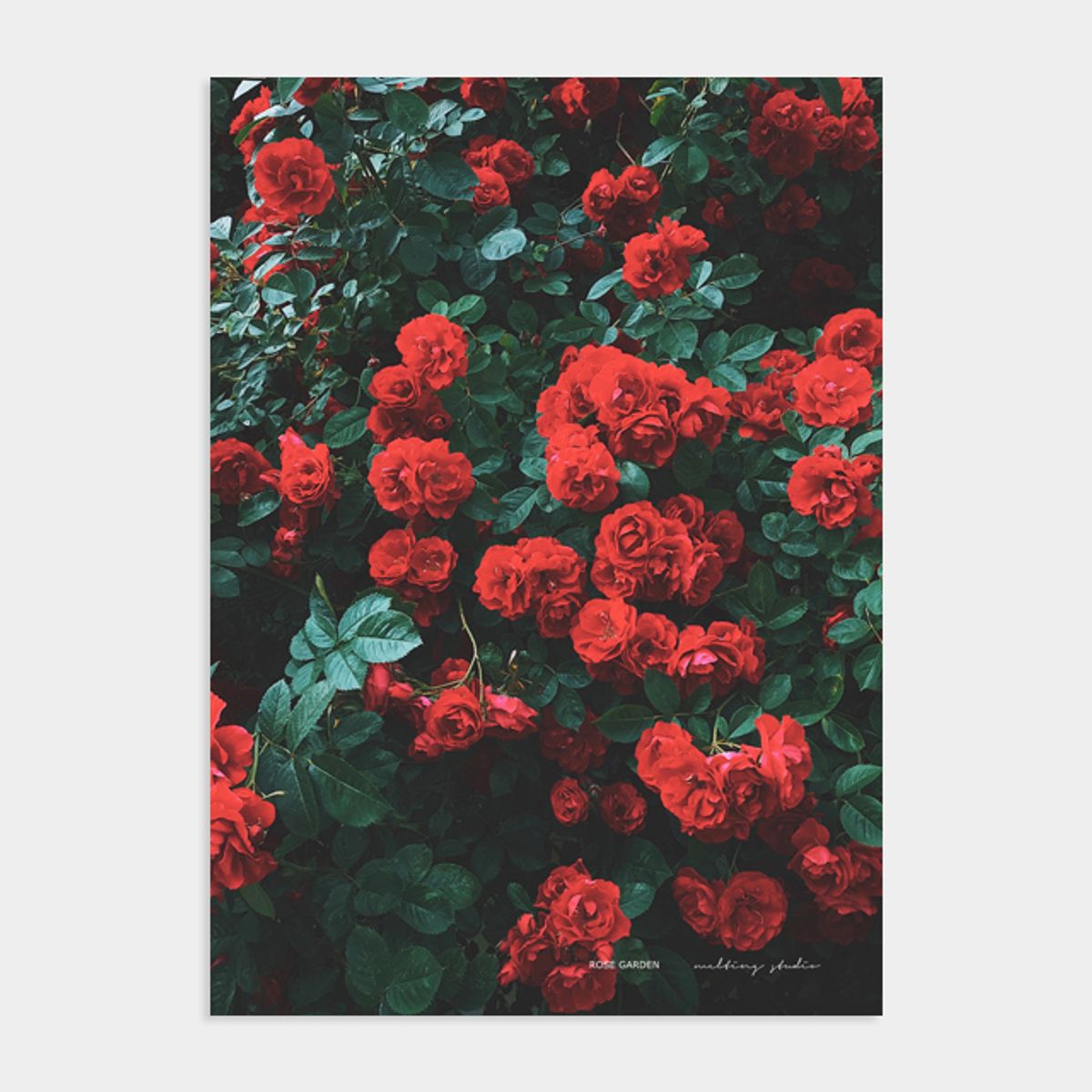 멜팅스튜디오(MELTING STUDIO) 꽃 식물 액자 인테리어 포스터 / 06번 로즈가든
