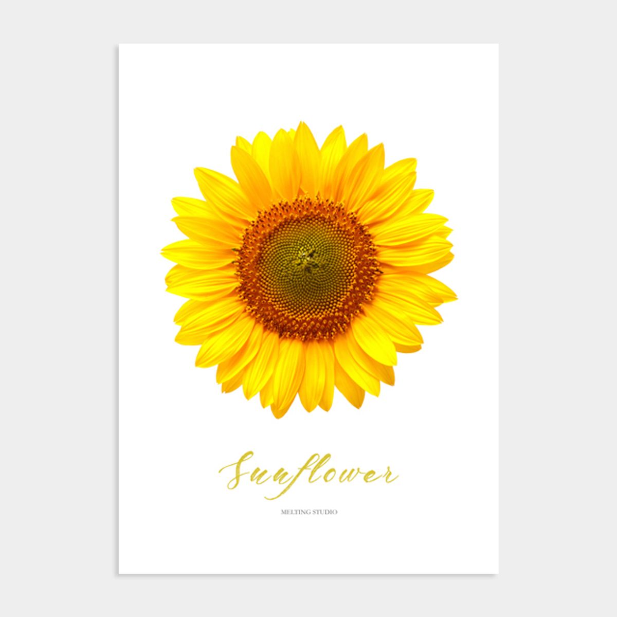 멜팅스튜디오(MELTING STUDIO) 꽃 식물 액자 인테리어 포스터 / 17번 Yellow Sunflower