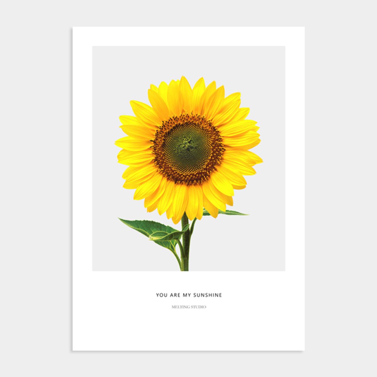 멜팅스튜디오(MELTING STUDIO) 꽃 식물 액자 인테리어 포스터 / 18번 You Are My Sunshine