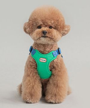 컴포트 하네스(5 colors)