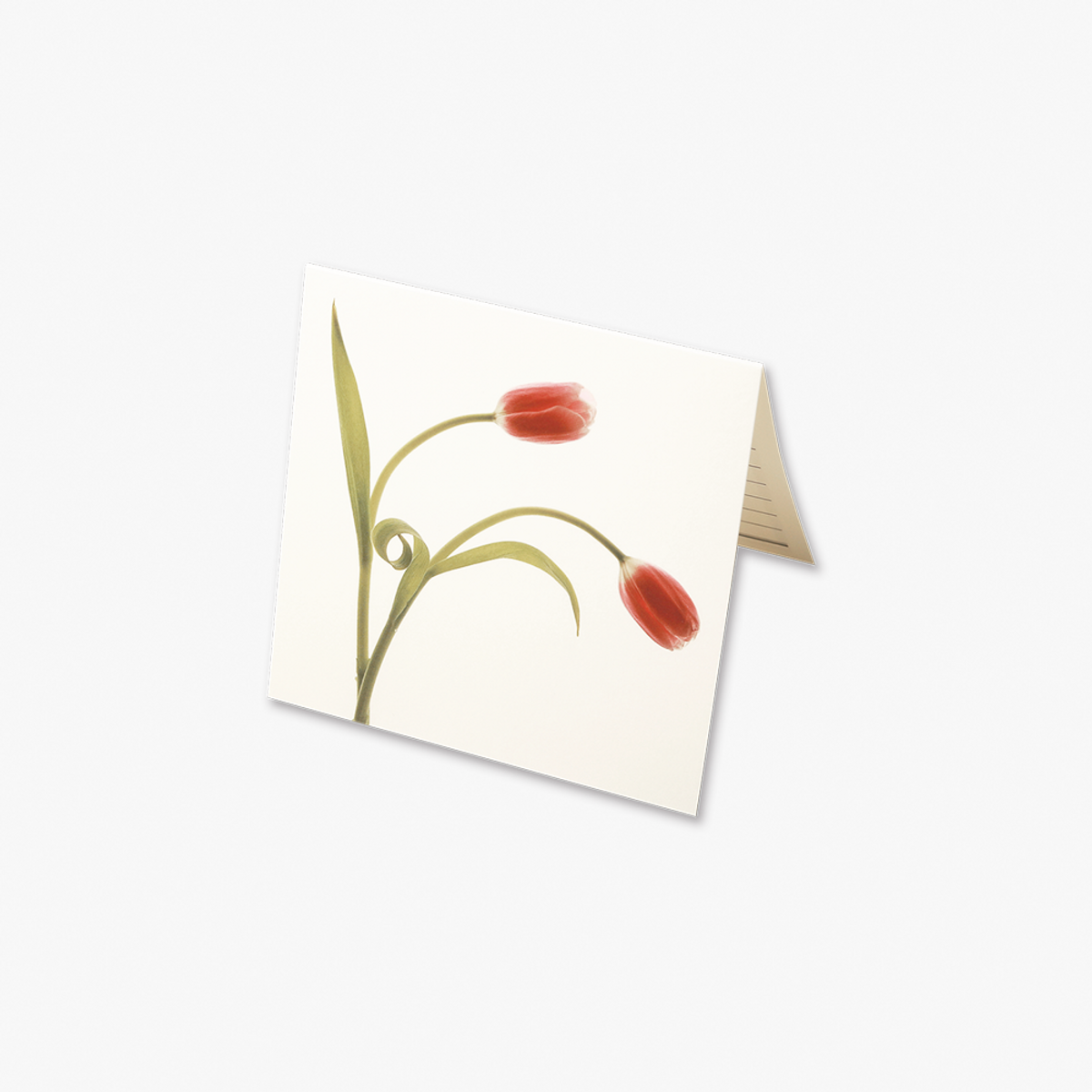 글월(GEULWOLL) Flower CardㅣPink Tulip