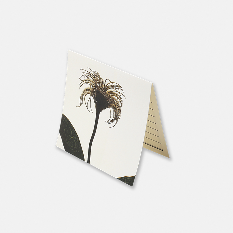 Flower CardㅣClematis Seed
