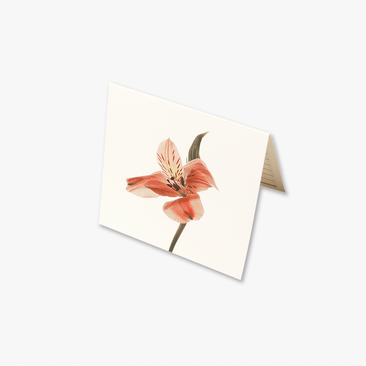 글월(GEULWOLL) Flower CardㅣAlstromeria