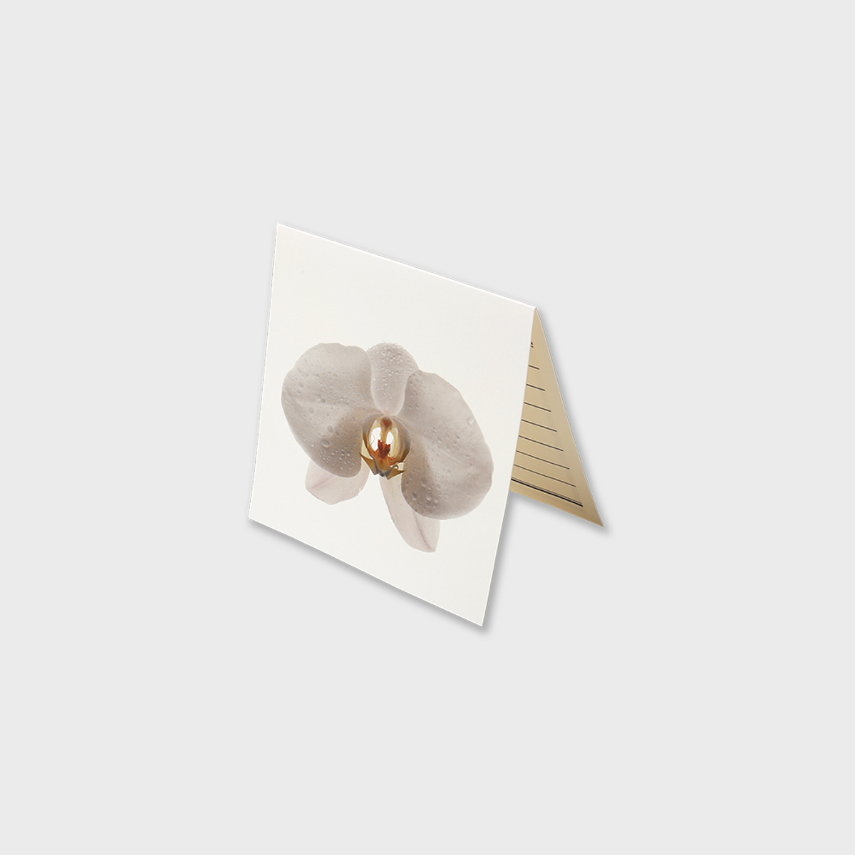 글월(GEULWOLL) Flower CardㅣMoth Orchid