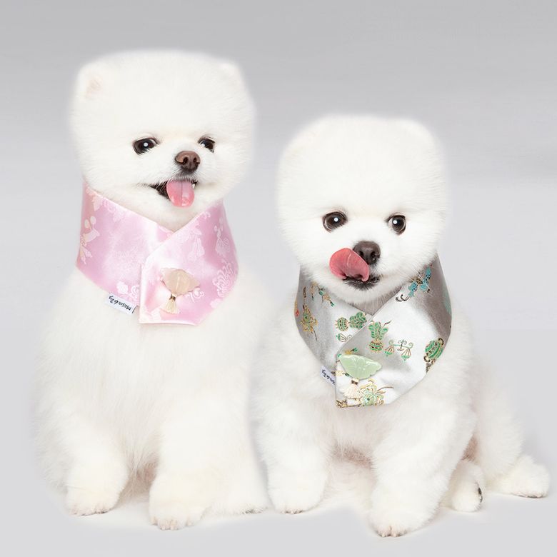 연화칠색 케이프 강아지한복