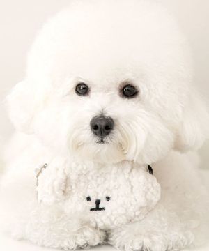 비숑 풉백 파우치