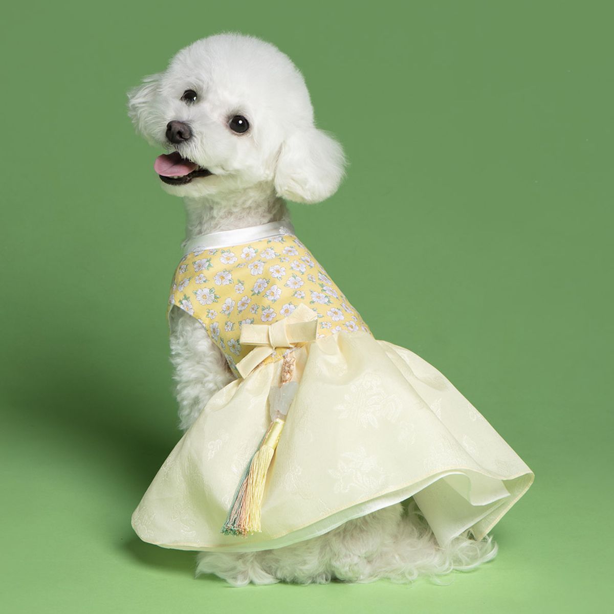 메종드독(MAISON DE DOG) 골든벨 케이프세트 강아지한복