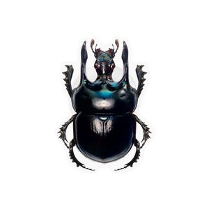 딱정벌레 에폭시 스마트톡