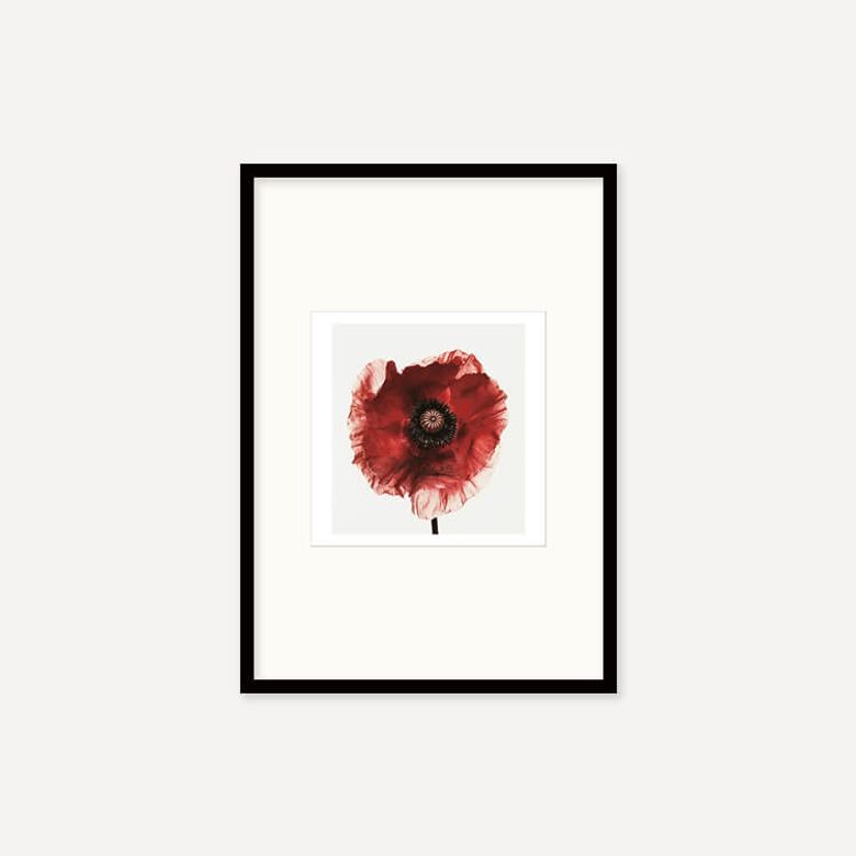 어빙 펜 Poppy : Burgundy, 1968 (액자 포함)