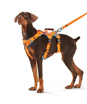 인터라켄 어스텍 슬림 3.0 강아지 하네스