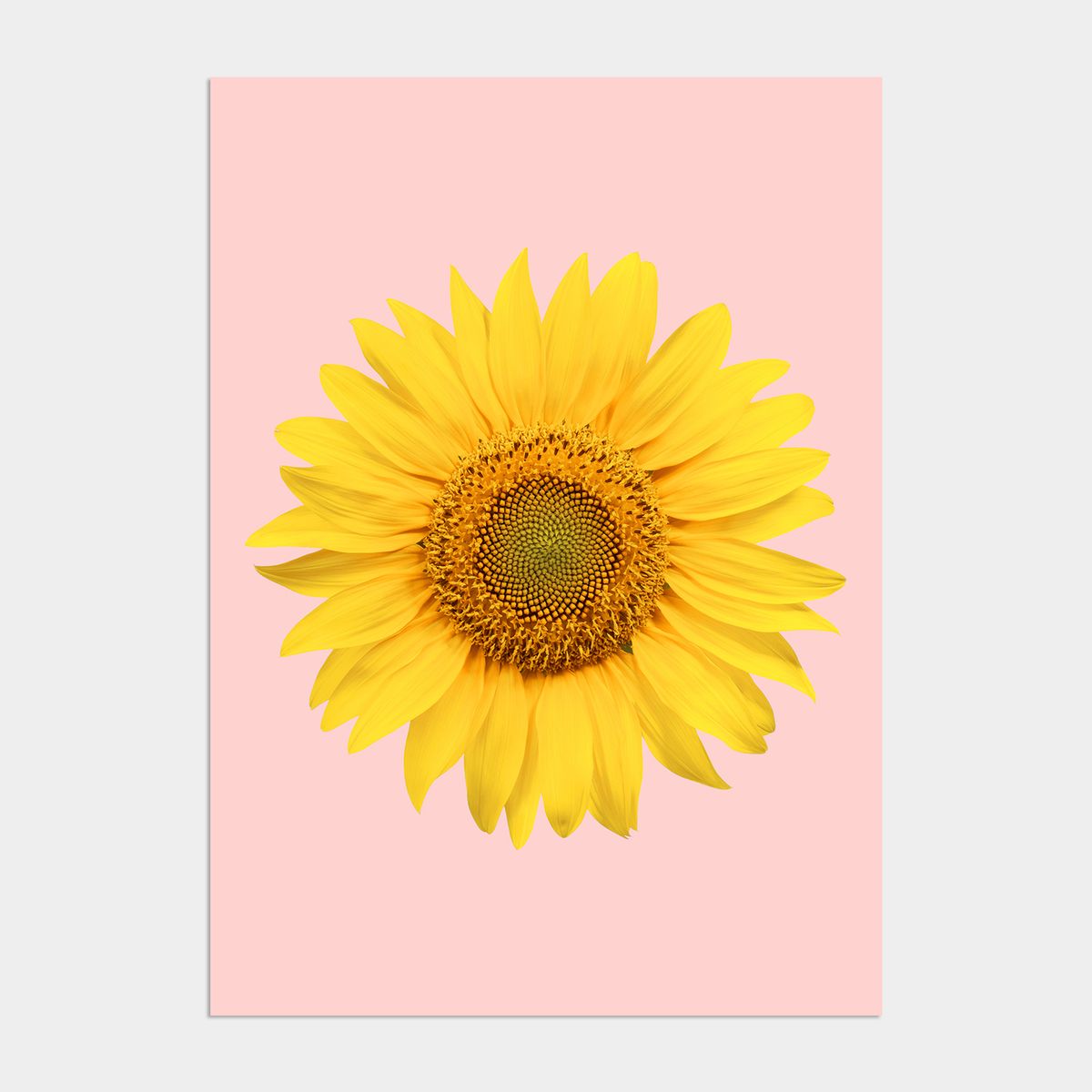 멜팅스튜디오(MELTING STUDIO) 딜라이트 해바라기 액자 인테리어 포스터 / 38. Pink sunflower