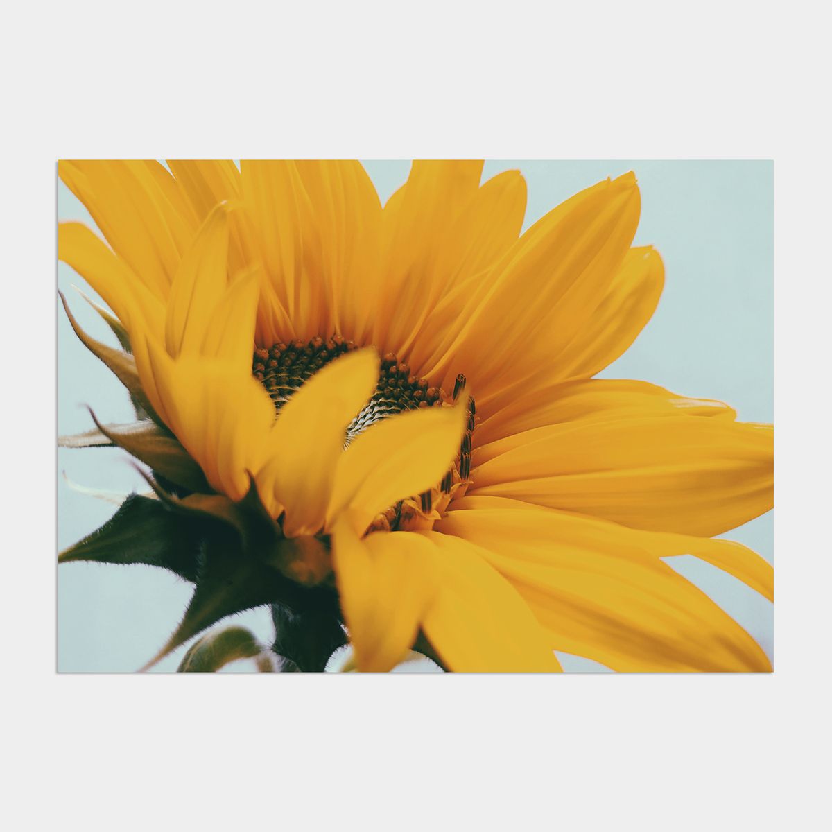 멜팅스튜디오(MELTING STUDIO) 딜라이트 해바라기 액자 인테리어 포스터 / 45. Sunflower wish 1