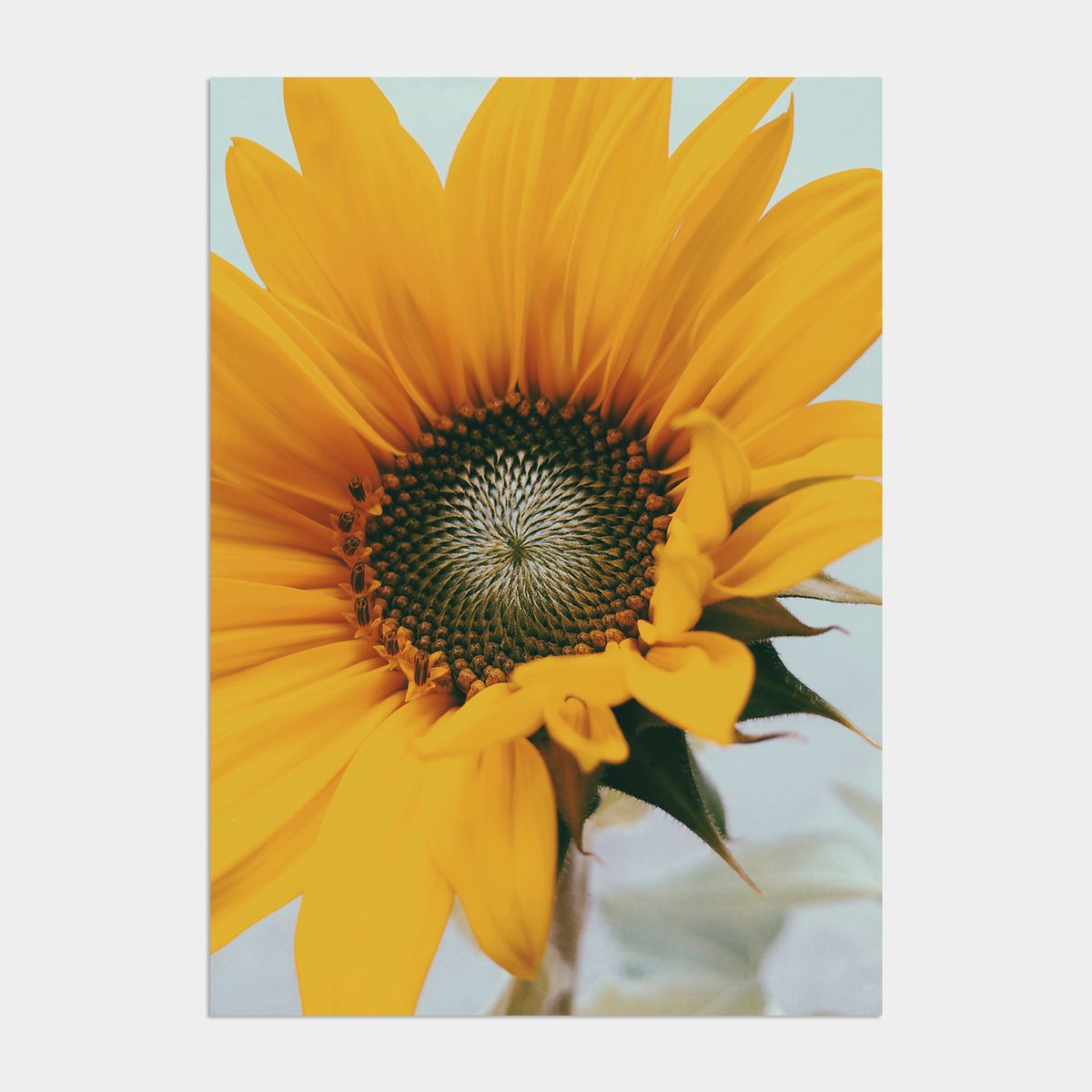 멜팅스튜디오(MELTING STUDIO) 딜라이트 해바라기 액자 인테리어 포스터 / 46. Sunflower wish 2