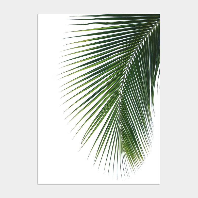 그리너리 플라워 액자 인테리어 포스터 / 03. Areca palm