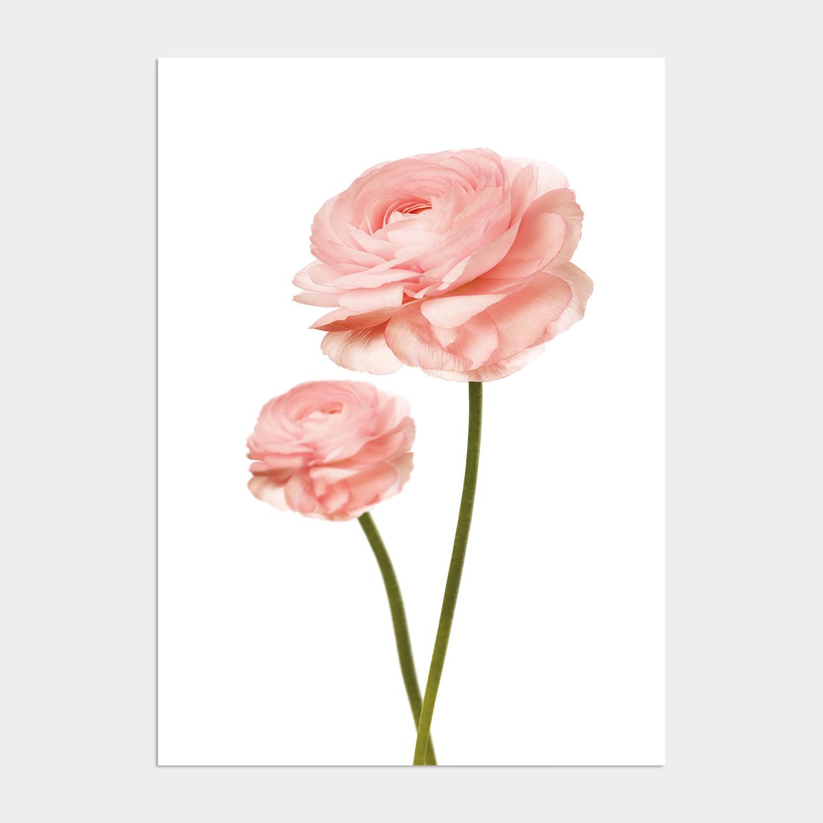 멜팅스튜디오(MELTING STUDIO) 그리너리 플라워 액자 인테리어 포스터 / 06. Pink ranunculus