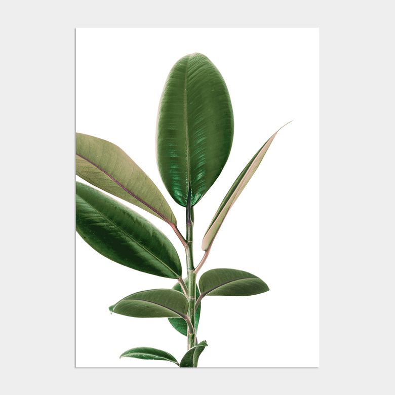 그리너리 플라워 액자 인테리어 포스터 / 12. Rubber tree