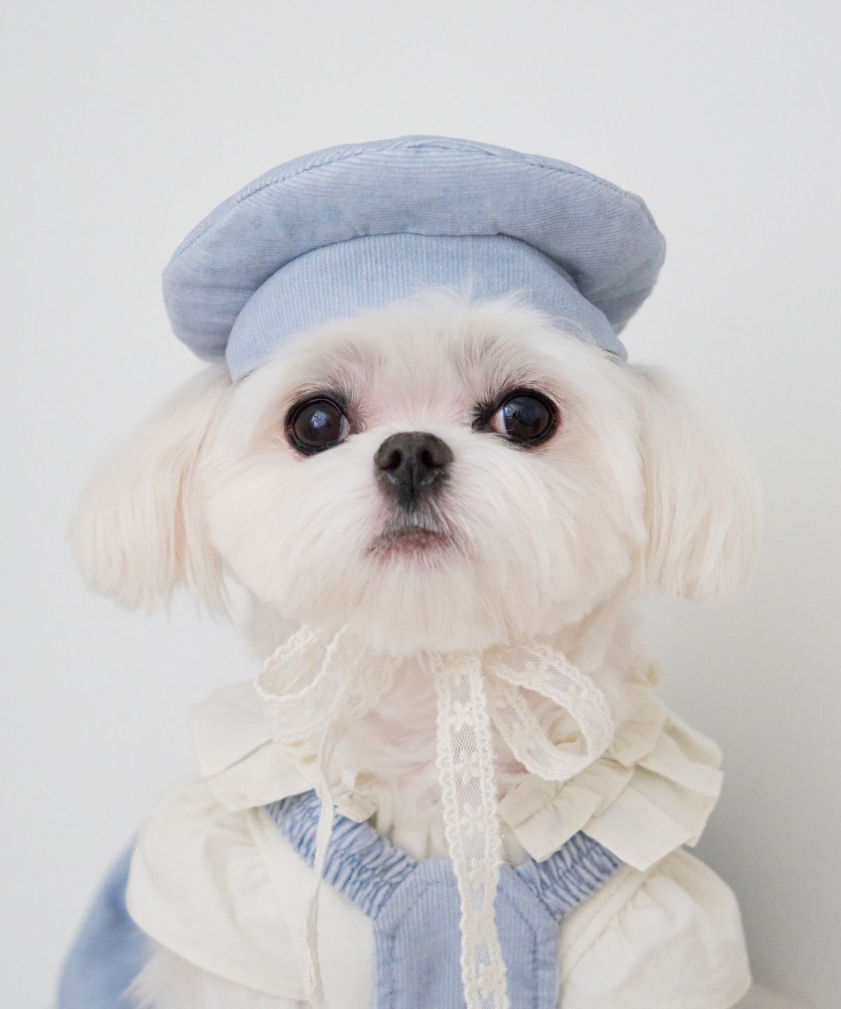 마이리틀독(MY LITTLE DOG) 슈크림 코듀로이 베레모[2color]