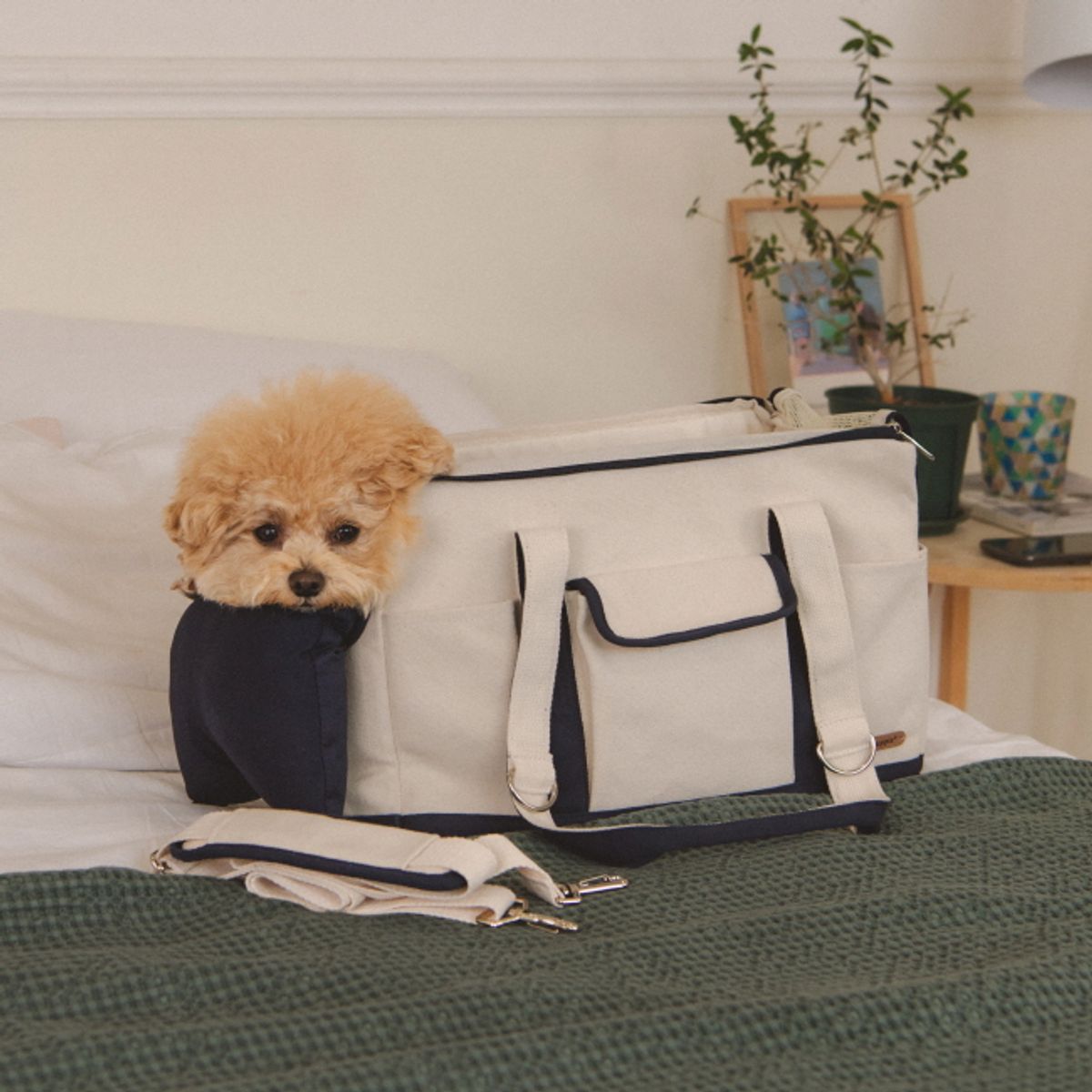 퍼피아(PUPPIA) 렛츠고 컨버스 백 (PAYA-AB2101)