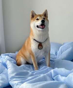 위드펫 뱀부시어서커 냉감이불 단품 5colors(SS/Q)