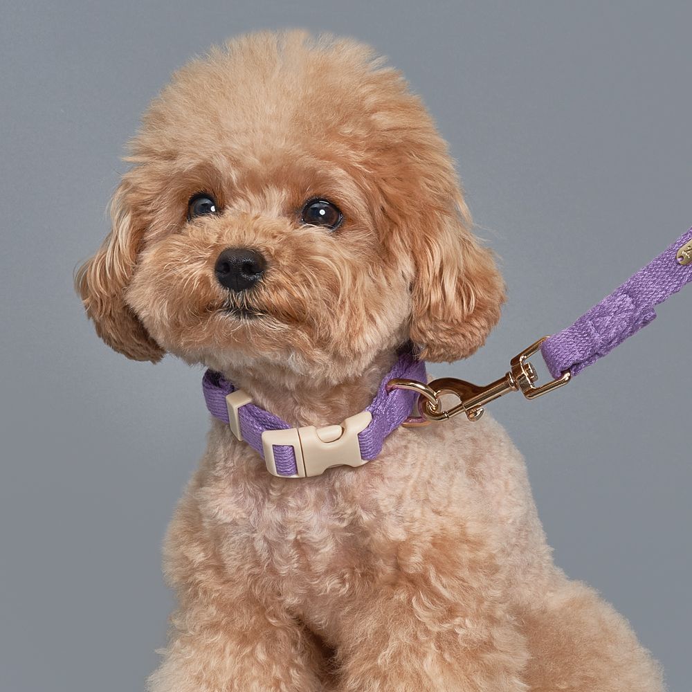 MUSINSA公式 | SUPERPET 犬の散歩コットン首輪リードセットパープル