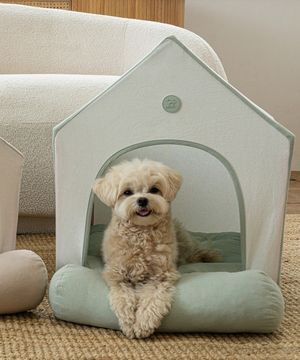 강아지 코튼 하우스 애플그린