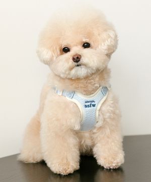 에브리데이 하네스&리쉬 (4 colors)