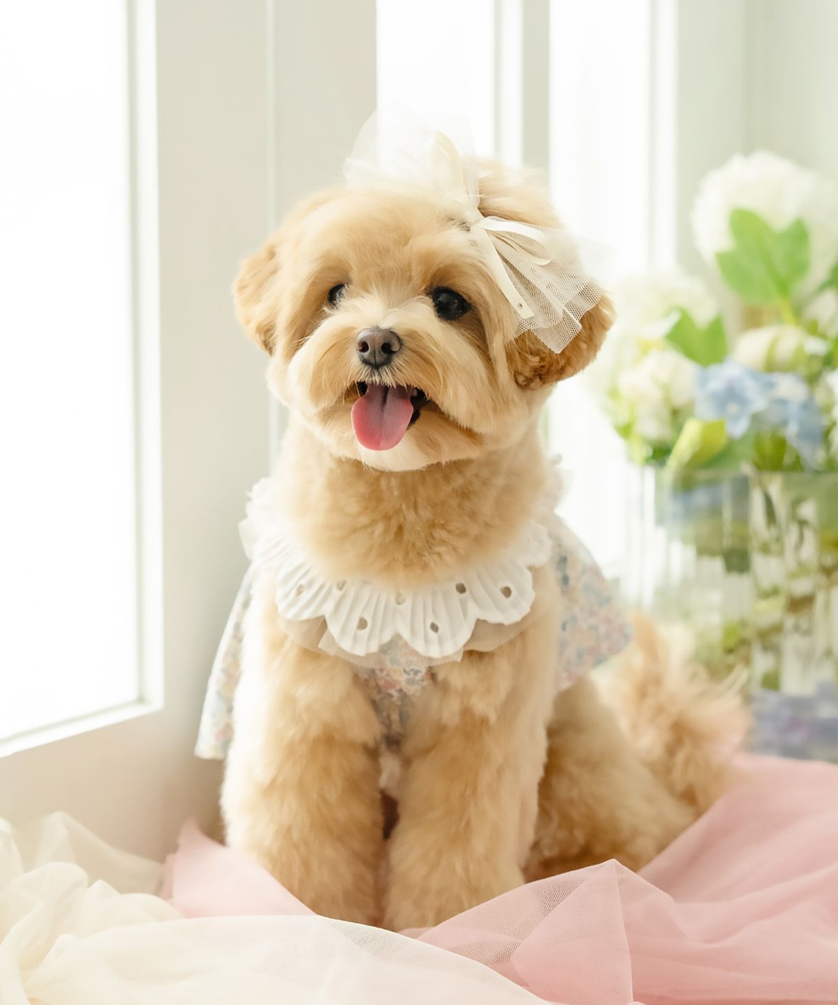 마이리틀독(MY LITTLE DOG) 베베 보우 원피스
