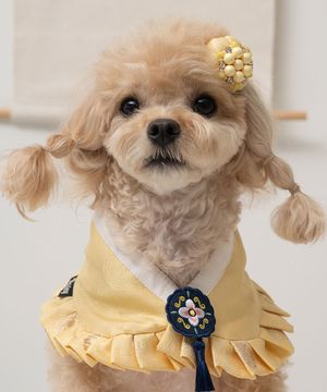 강아지 설날 소담 한복 케이프 개나리