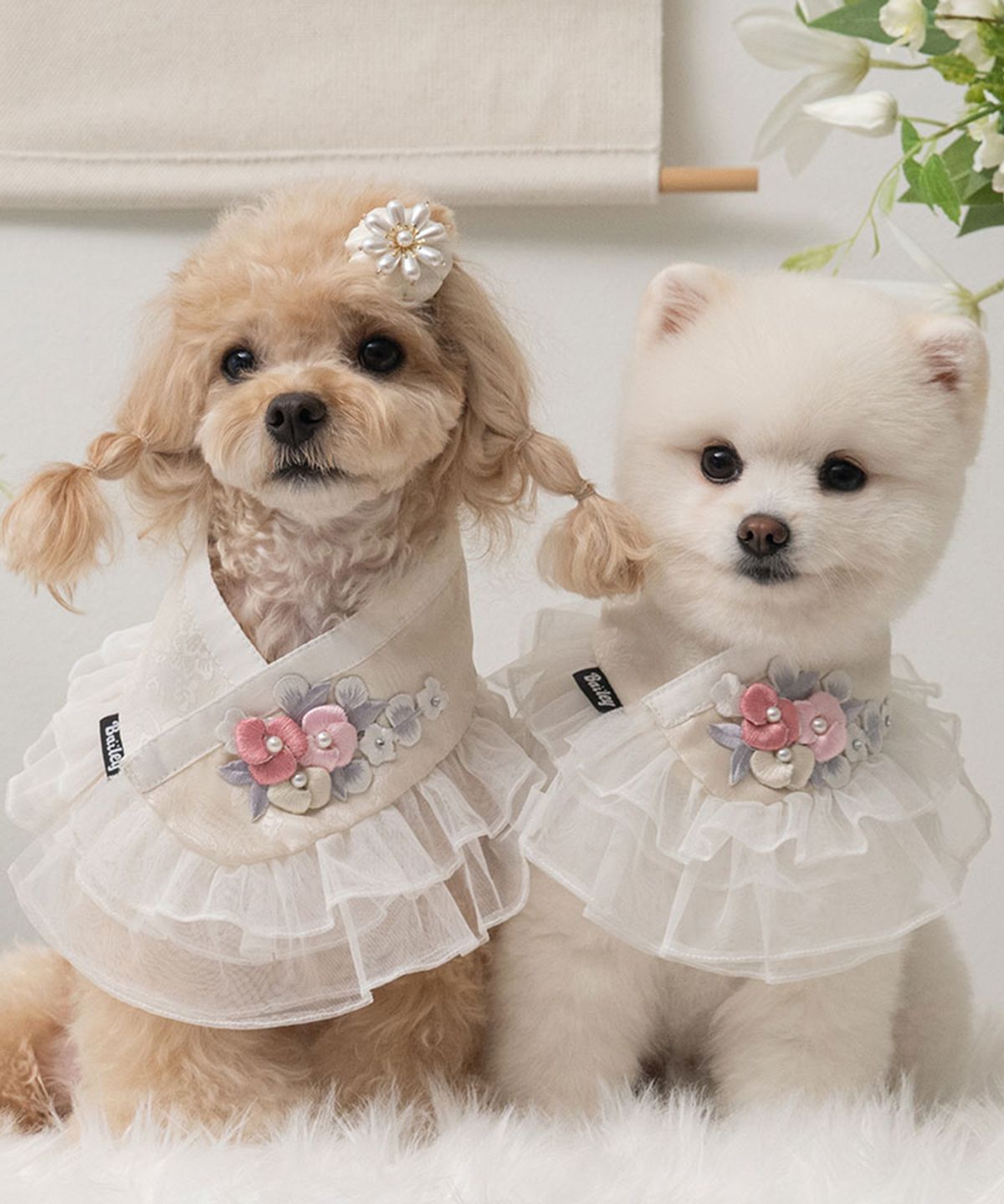 베일리(BAILEY) 강아지 설날 하린 한복 케이프 진주빛