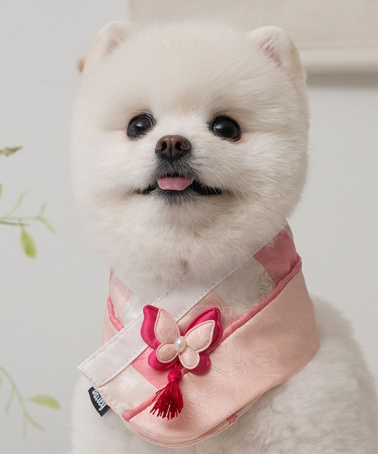 강아지 명절 다온 한복 케이프 산호빛
