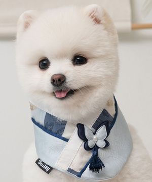 강아지 명절 다온 한복 케이프 푸른빛