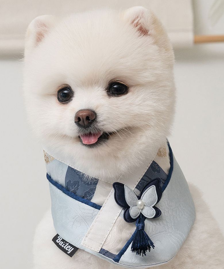 강아지 명절 다온 한복 케이프 푸른빛