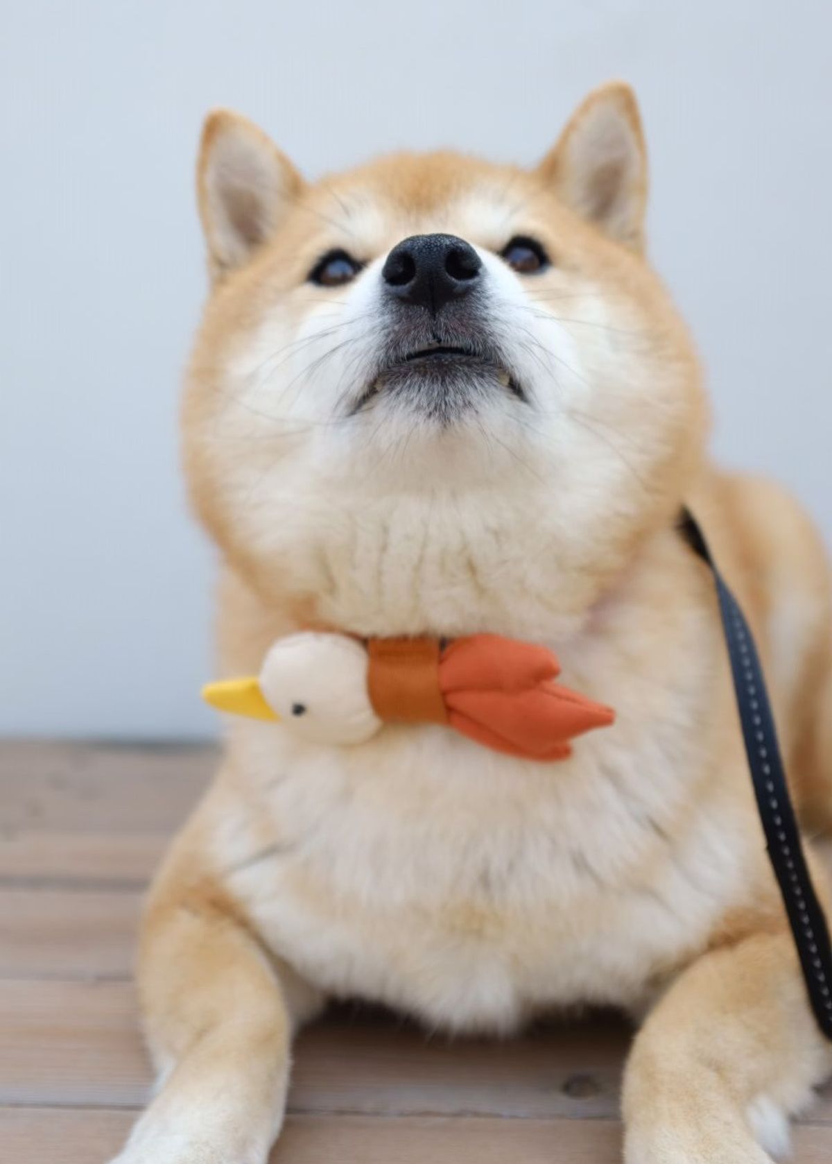 하이코이누(HIKOINU) 오리 리본 오리본 oribbon
