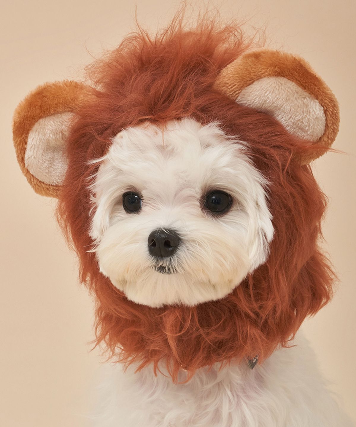도그아이(DOGI) 강아지 코스튬 라이언 모자