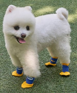 강아지 미끄럼방지 고고슈즈 옐로우