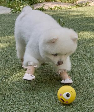 강아지 미끄럼방지 고고슈즈 베이지