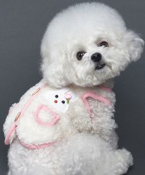 강아지 토순이 조끼 크림