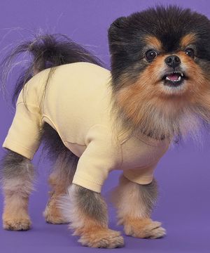 강아지 50수 올인원 옐로우