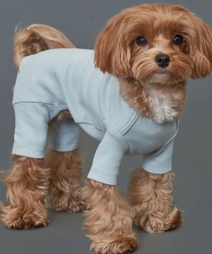 강아지 50수 올인원 블루