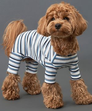 강아지 믹스 골지 올인원 블루