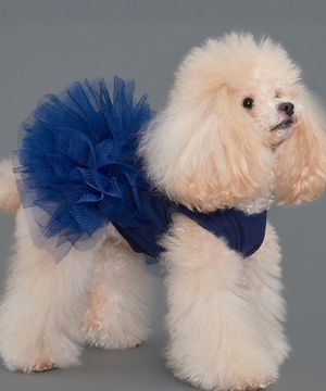 강아지 캉캉원피스 네이비