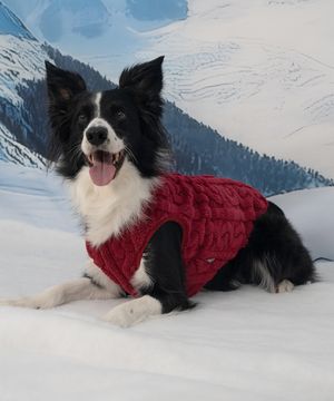 강아지 양털 꽈배기티 S-5XL 레드