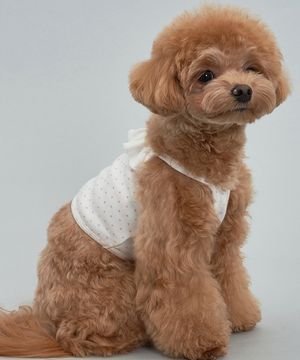 강아지 도트 크롭티 화이트