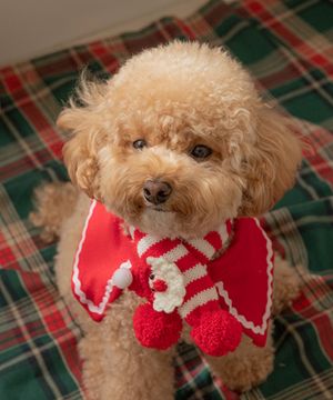 크리스마스 반려동물 목도리 2type 2size