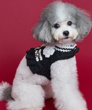 강아지 가슴줄 카멜리아 하네스