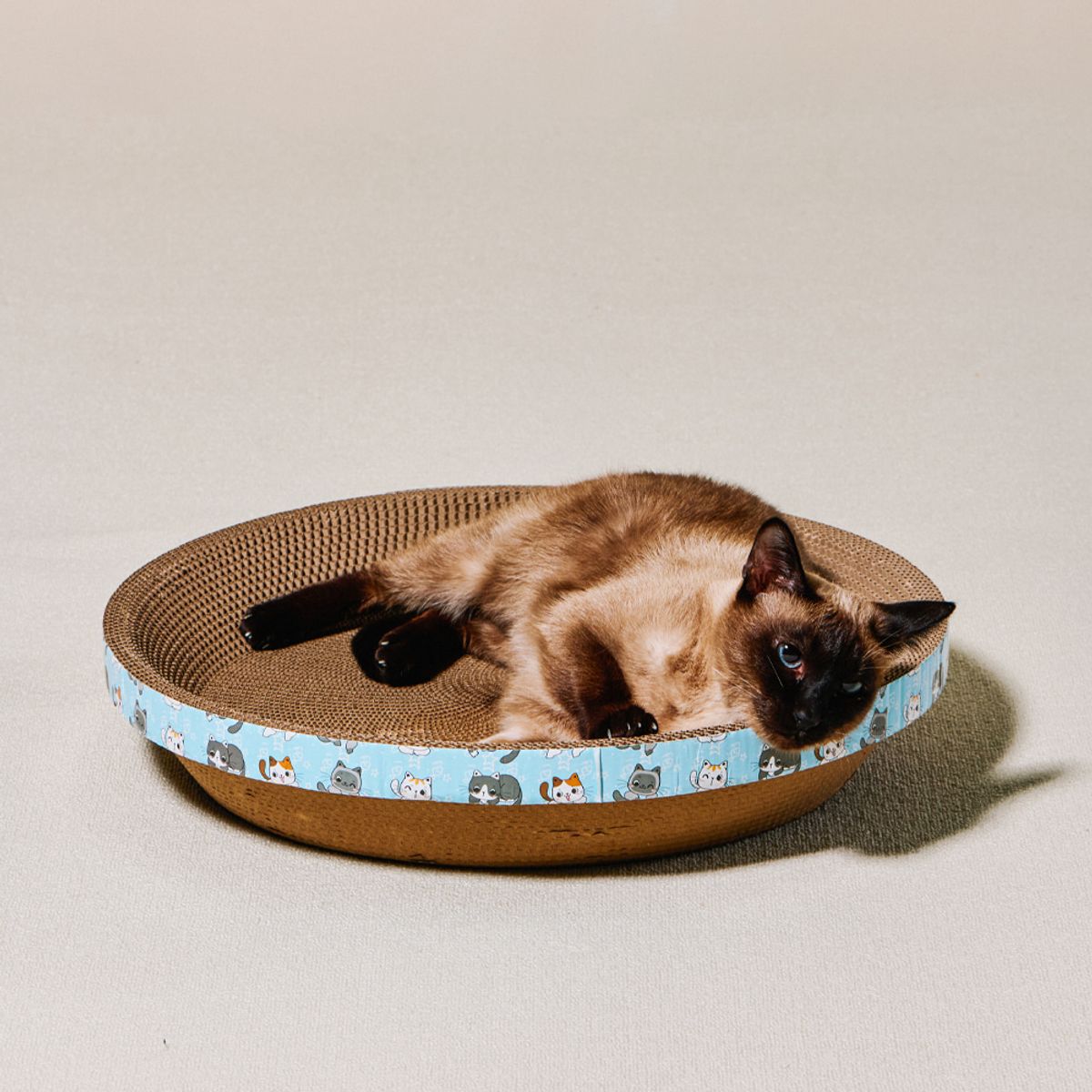개과천선(GAEKWACHEONSUN) 어몽드 글램 고양이