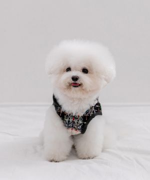 마이 리틀 트위드 판초 - 쿠키앤크림