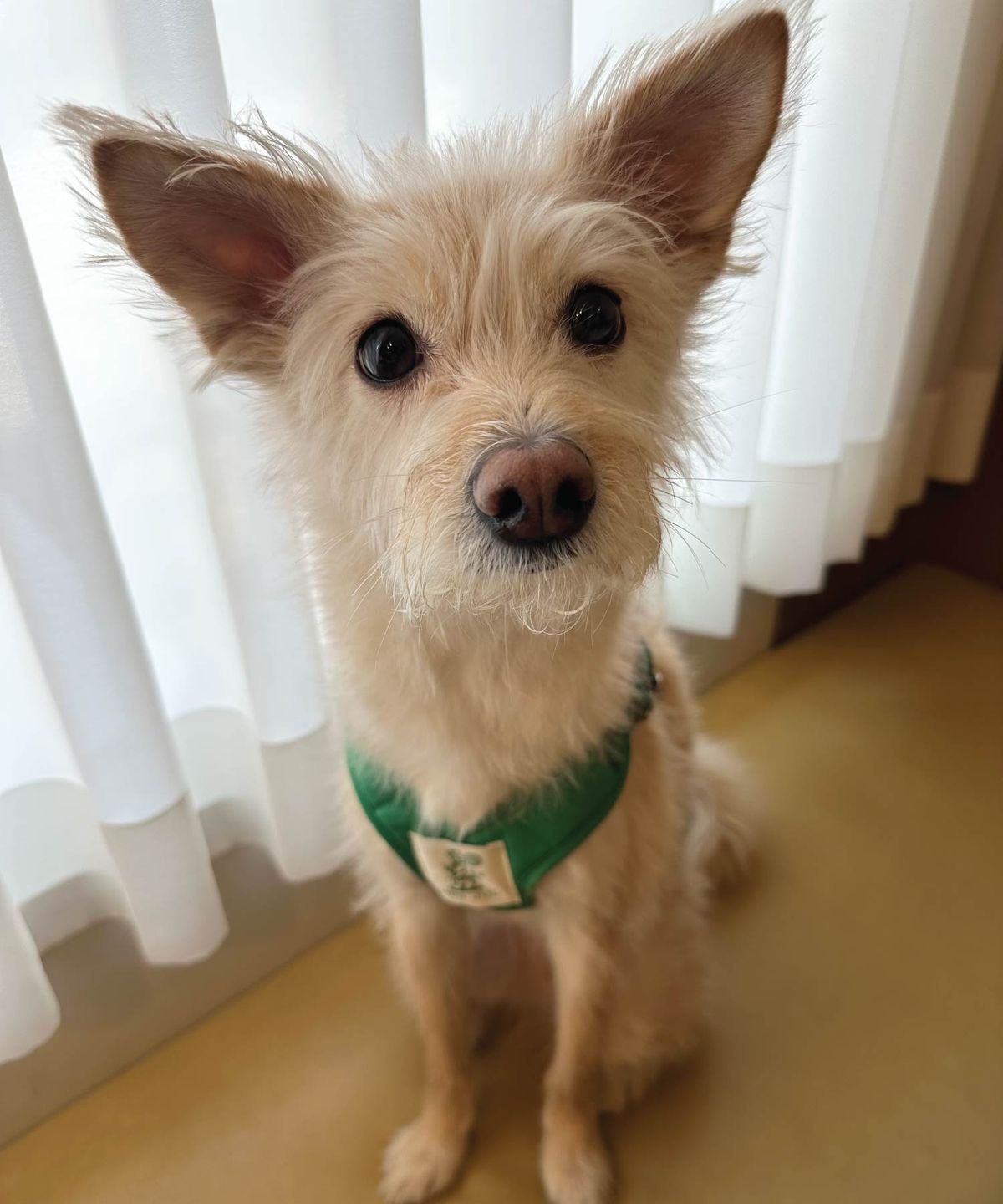 헤이쥬드(HEYJUD) Preppy Dog Harness 프레피 독 하네스 (Soul Green)